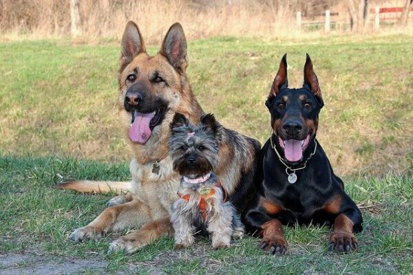 cachorros em condomínio