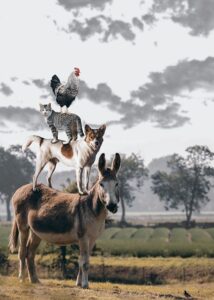 Regras para animais em condomínios na convenção