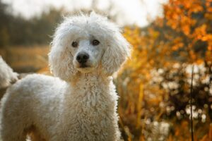 Cachorro em apartamento pode trazer problemas para todos